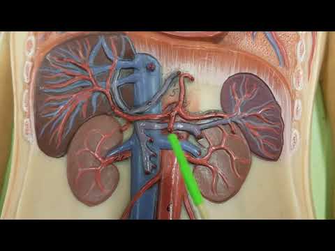 Lab 10.6 - Hepatic portal system
