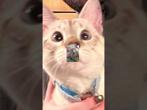 My silly cat ashi ❤️❤️❤️