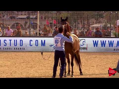 N.67 PUSTYNIA KAHILA - Menton 2018 - 4-6 Years Old Mares (Class 4)
