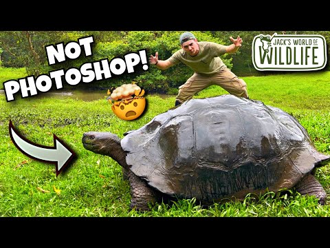 HOW Did GIANT TORTOISES Get To The GALÁPAGOS Islands!?