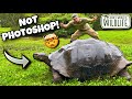 HOW Did GIANT TORTOISES Get To The GALÁPAGOS Islands