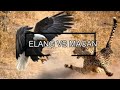 ELANG VS MACAN Pertarunganhewan