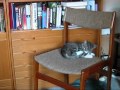 Tigger Dyret Wmv