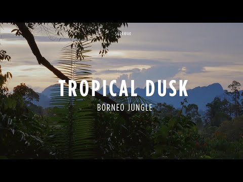 Borneo Rainforest Dusk -  Pure Jungle Sounds - 4K
