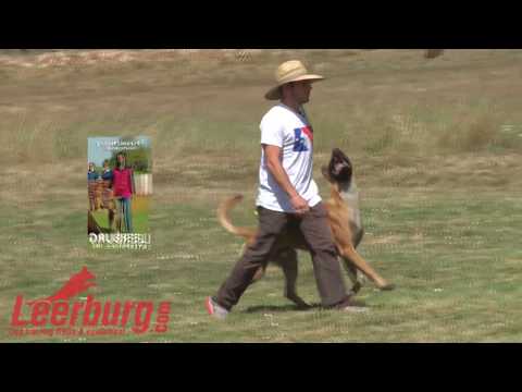 Focused Heeling Demo — Forrest Micke & Elzer