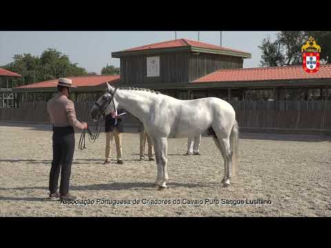 220716 5 Limão Aprovação de Garanhões
