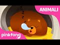 La Canzone Del LetargoㅣCanzoni Sugli AnimaliㅣPinkfong Bimbo Squalo Canzoni Per Bambini