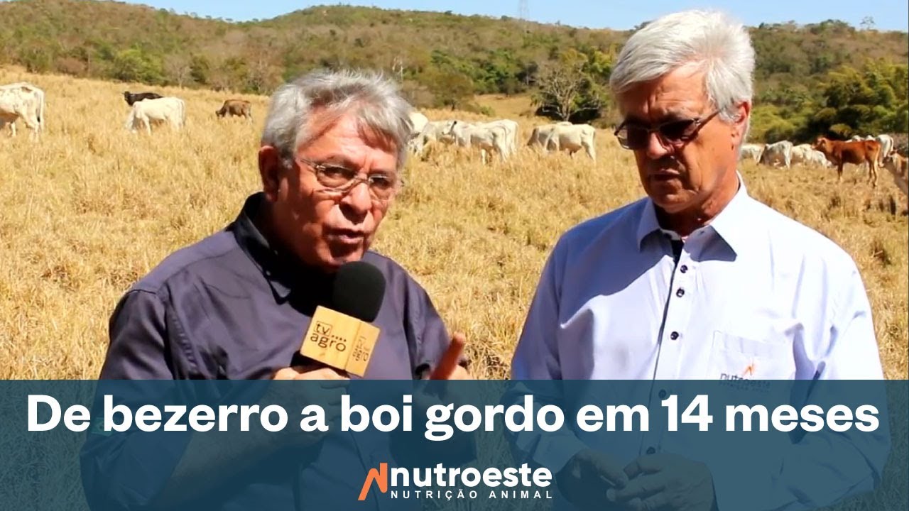 TV Agro - De bezerro a boi gordo em até 14 meses - Entrevista Luiz Antônio Monteiro.
