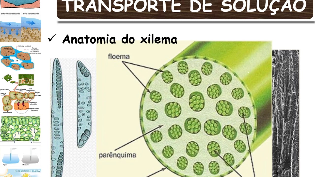 Relações Hídricas -  Água no sistema: Solo-Planta-Atmosfera - Água na planta e atmosfera: parte 2