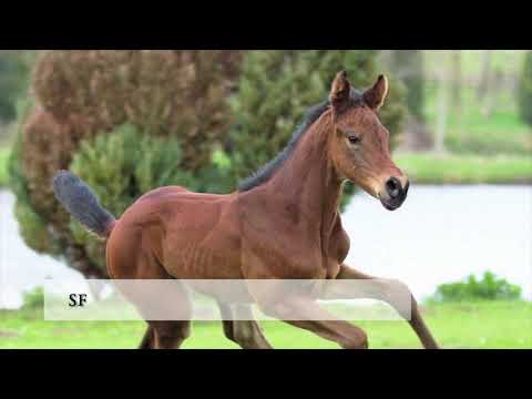 Erster Fohlenjahrgang des Hermes de Lux
