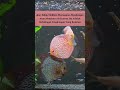 Soal Tentang Ikan Hias Dan Jawabanya