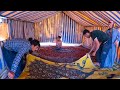 Documentary about nomadic life: setting up a tent in the mountains