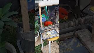 Download lagu BURUNG NURI BISA NGOMONG !!! DI BILANG JELEK SAMA BURUNG NURI PARUH MERAH 😅 mp3