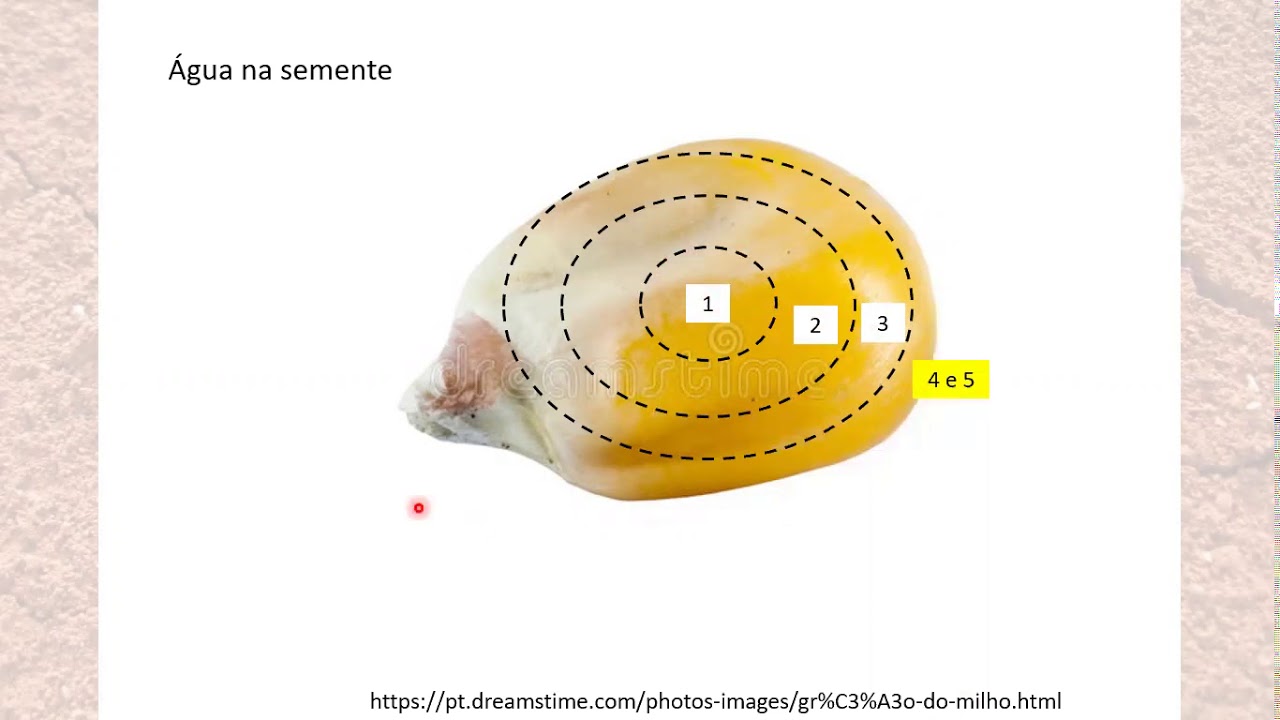 AULA 02 SECAGEM DE SEMENTES