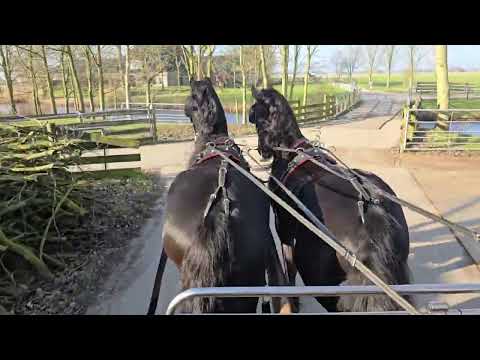 Stal Okkema's pair of geldings - left: Jolke en right: Tjibbe