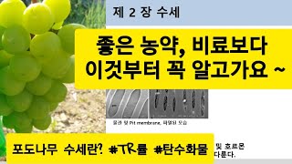 유럽종포도 이해하기# 제4편# 수세/ TR률/ 탄수화물