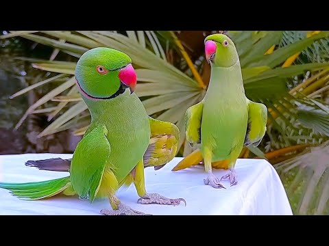 Compilation de vidéos drôles de perroquets | perroquet parlant