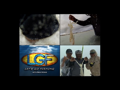 LGF 97 Pt. 4: Christmas Island Mantis Shrimp Hunt!