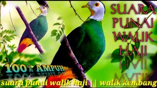 Download lagu 🔴SUARA BURUNG PUNAI WALIK HAJI‼️WALIK KEMBANG✔️ mp3