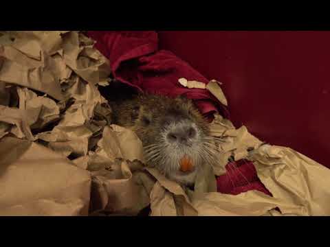 Maa The Nutria's Bed time