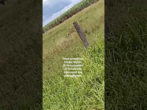 onça próximo da minha cidade.. entrocamento. 55 km de São Raimundo das mangabeiras .(MA)