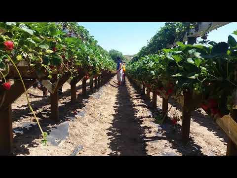 Laasya at Strawberry farm visit