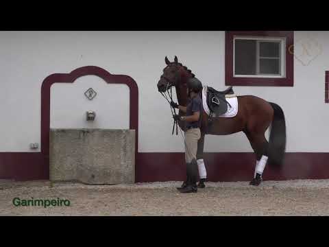 20 Coudelaria João pedro Rodrigues