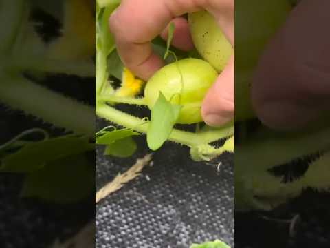 Harvesting a TON of Lemon Cucumbers #gardening