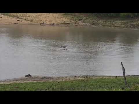 Djuma: Two Hippos in the dam - 07:12 - 11/20/21
