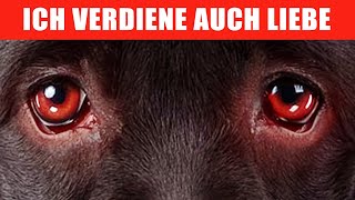14 Wege, Deinem Hund &quot;Ich Liebe Dich&quot; So Zu Sagen, Dass Er Es Verstehen Kann