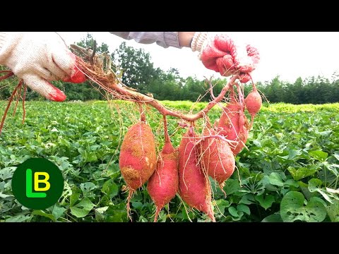 UZGOJ SLATKOG KROMPIRA: Evo kako da sami proizvedete BATAT SADNICE. Kada se presađuju u baštu?