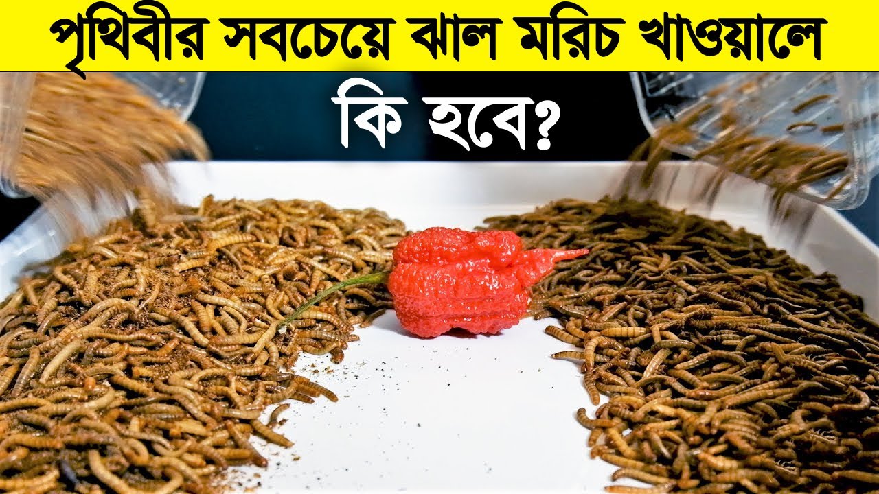 পোকা VS পৃথিবীর সবথেকে ঝাল মরিচ !  কি হতে যাচ্ছে তাদের সাথে ?