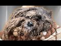 The WORST Dog Matting I Have Ever Seen In My 13 Years As A Pet Groomer EXTREME Transformation