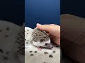 ハリネズミ（当店産ベビー：ソルト＆ペッパー♂）のYouTubeサムネイル画像