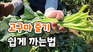 고구마 줄기 쉽게 까는법 3가지 실험 결과는 ?  난 이게 최고