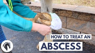 How to Treat a Hoof Abscess In a Horse