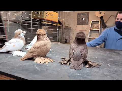 Ciliskas Loft — English Trumpeter Pigeon