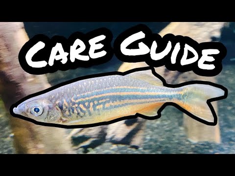 Giant Danio Fish Care Requirements