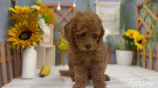トイプードルの動画01