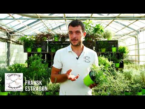 Daniel's Gartneri - Fransk Estragon