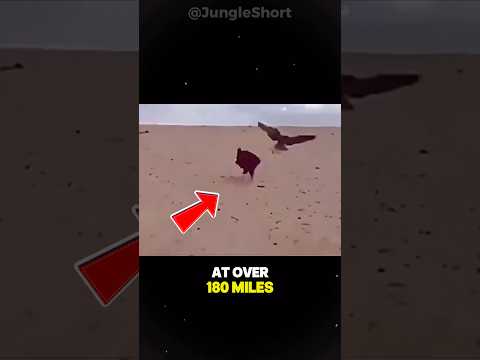 How Hawks Break The Necks of Their Prey!