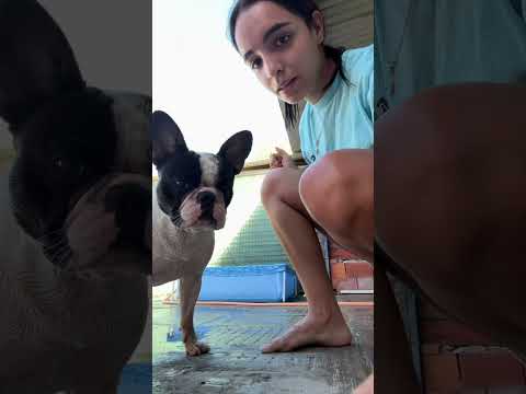 MI PERRO LLORA PORQUE SU PILETA NO ESTÁ LLENA😳💦