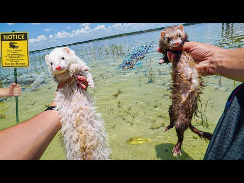 I PUT MY FERRETS IN THE JACARÉ LAKE FOR THE FIRST TIME