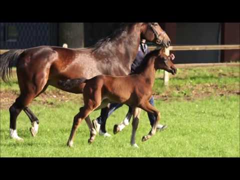 Quantensprung x Fidertanz x De Niro Stutfohlen