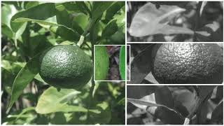 Huiles essentielles / Essential oils