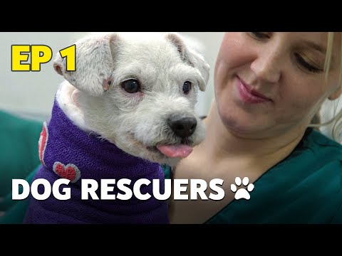The Dog Rescuers: Episode 1 Hospital Heroes - Animal Documentary