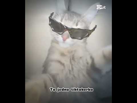 Kocia tiktokerka ♥️🩵🖤#tiktok #cute#koteczek#tiktokerka