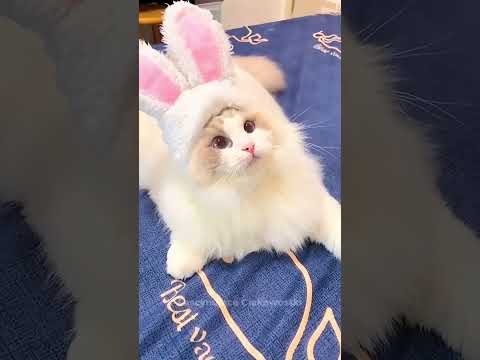 3 najpiękniejsze RASY KOTÓW na świecie! 🐱❤️