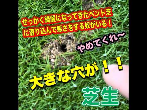 白い虫を食べる動物は何ですか