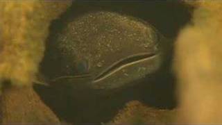 Pink Dolphins of the Amazon